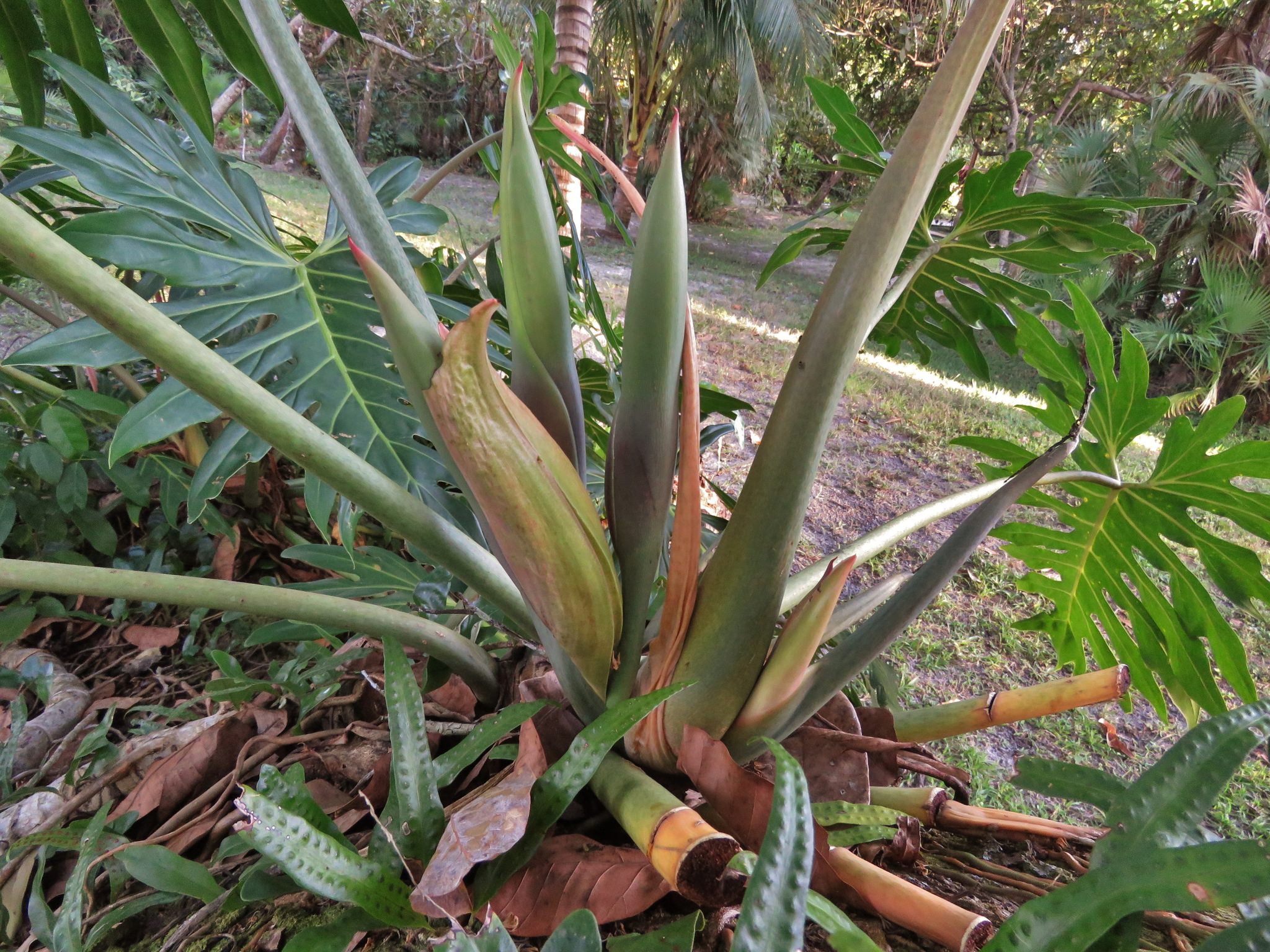 Philodendron radiatum